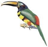 Many-banded Aracari Illustration