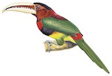 Ivory-billed Aracari Illustration