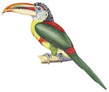 Curl-crested Aracari Illustration