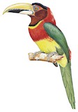 Red-necked Aracari Illustration