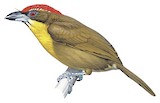 Scarlet-crowned Barbet Illustration