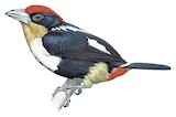 Black-girdled Barbet Illustration