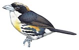 Spot-crowned Barbet Illustration