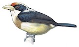 White-mantled Barbet Illustration