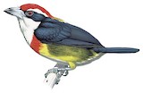 Scarlet-banded Barbet Illustration