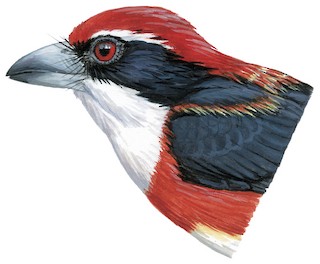 Illustration of Female - Sira Barbet