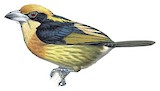 Brown-chested Barbet Illustration