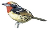 Black-spotted Barbet Illustration