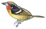 Gilded Barbet Illustration