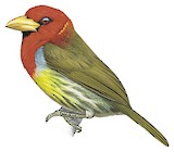 Scarlet-hooded Barbet Illustration