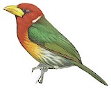 Red-headed Barbet Illustration