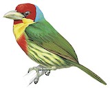 Versicolored Barbet Illustration