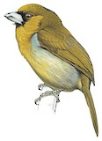 Prong-billed Barbet Illustration