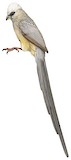 White-headed Mousebird Illustration