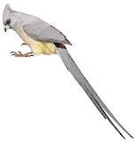 White-backed Mousebird Illustration