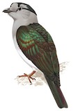 Cuckoo-roller Illustration