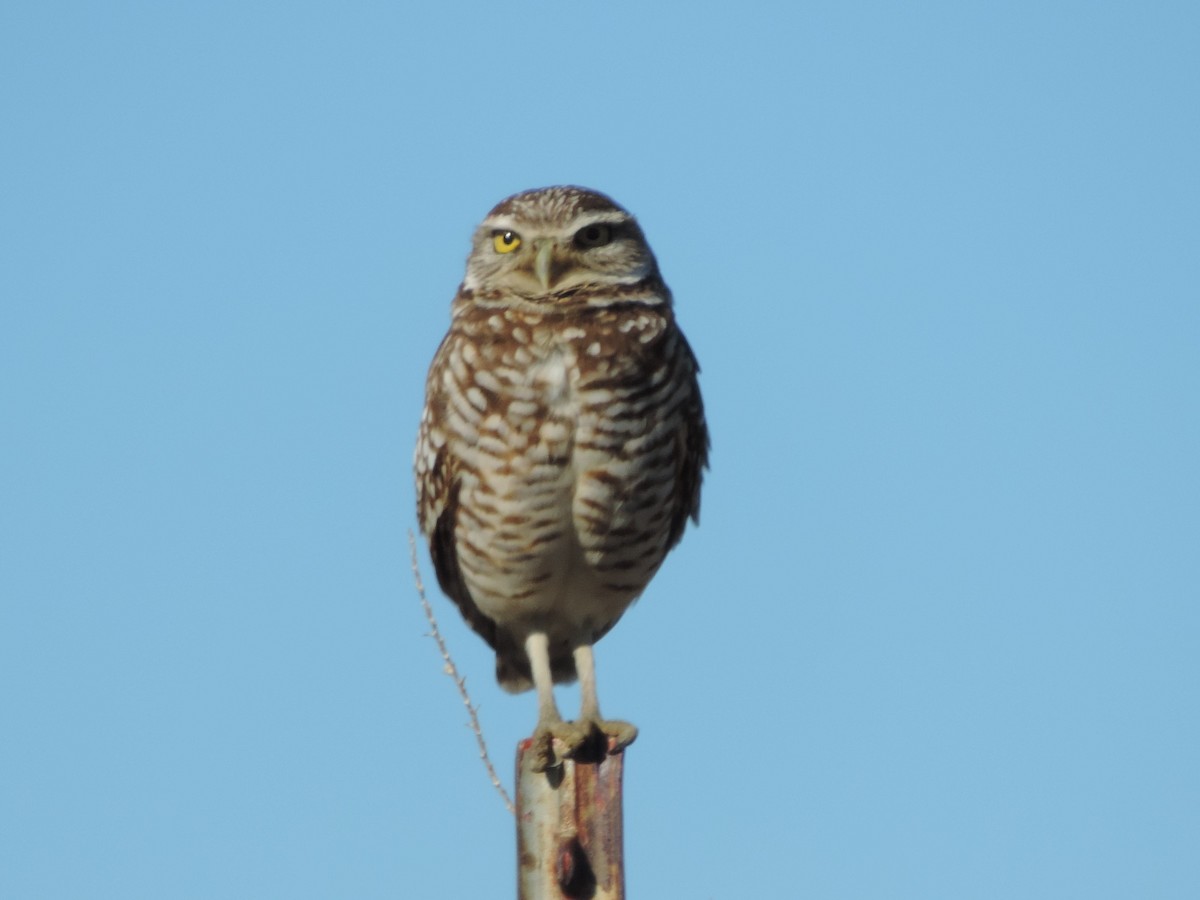 Burrowing Owl - Debbie Sutherland