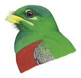 Narina Trogon Illustration