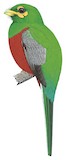 Bare-cheeked Trogon Illustration