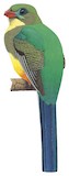 Javan Trogon Illustration