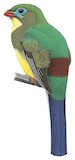 Sumatran Trogon Illustration