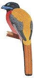 Cinnamon-rumped Trogon Illustration