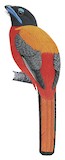 Scarlet-rumped Trogon Illustration