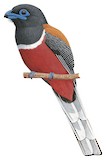 Malabar Trogon Illustration