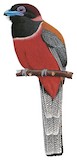 Diard's Trogon Illustration