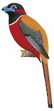 Red-naped Trogon Illustration