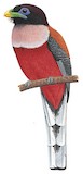 Philippine Trogon Illustration