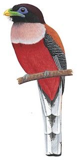 Harpactes ardens ardens