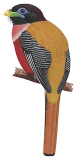 Harpactes ardens minor