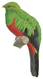 Pavonine Quetzal Illustration