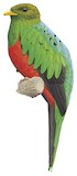 Golden-headed Quetzal Illustration