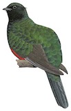 Eared Quetzal Illustration