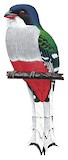 Cuban Trogon Illustration