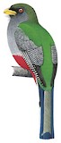 Hispaniolan Trogon Illustration