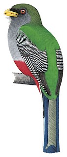 Hispaniolan Trogon
