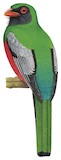 Slaty-tailed Trogon Illustration