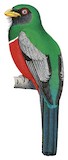 Ecuadorian Trogon Illustration