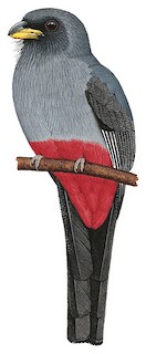 Trogon melanurus melanurus
