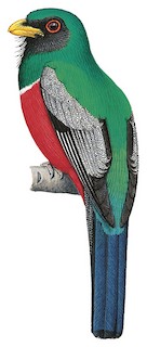 Trogon melanurus melanurus