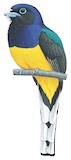 Green-backed Trogon Illustration