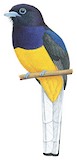 White-tailed Trogon Illustration