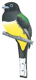 Black-headed Trogon Illustration