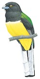 Citreoline Trogon Illustration