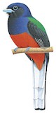 Baird's Trogon Illustration