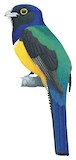 Amazonian Trogon Illustration