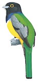 Gartered Trogon Illustration